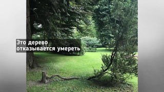 Как Растут Деревья Вопреки Здравому Смыслу