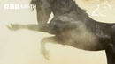 Mustang Stallions Duel Across The Nevada Desert | 20 Years of Planet Earth II | BBC Earth