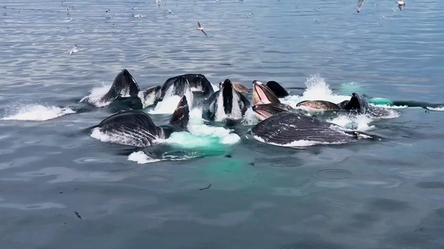 Если бы Камера не Сняла Это Никто бы не Поверил