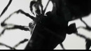 Thornhill – TONGUES (Official Music Video 2025)