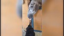 Животные и люди которые заставят вас смеяться