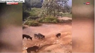 Дикую Схватку гигантской кобры со стаей собак сняли на видео в Таиланде