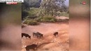 Дикую Схватку гигантской кобры со стаей собак сняли на видео в Таиланде