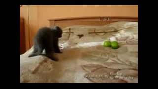 Котенок и страшные яблоки