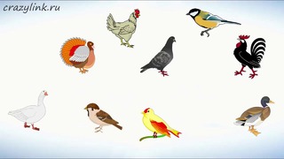 Видеоурок по английскому языку – "Птицы на английском"