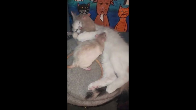 Kitten Plays With Two Rats #shorts