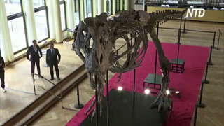 Скелет тираннозавра продали на аукционе более чем за $6 млн