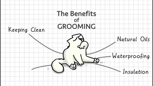 Simon’s Cat Logic – How Do Cats Stay So Clean