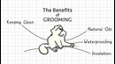 Simon’s Cat Logic – How Do Cats Stay So Clean
