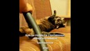 Котэ и пылесос