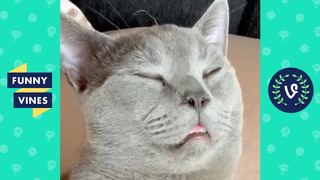 CAT SLEEPS LIKE A HUMAN | FUNNY ANIMALS