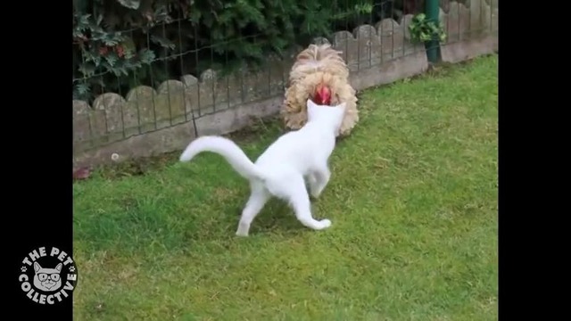 Unlikely Friends: Cat & Chicken Edition