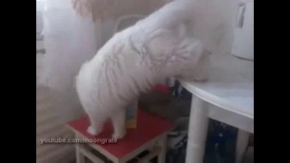 Оригинально падающий кот