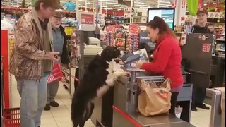 Собака зашла в магазин за покупками