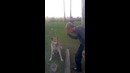 Пес дает пять