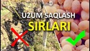 Uzumni yaxshi saqlash usullari