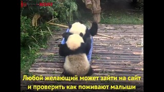 Детский садик для панд