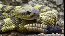 10 Самых Опасных ЗМЕЙ на Планете