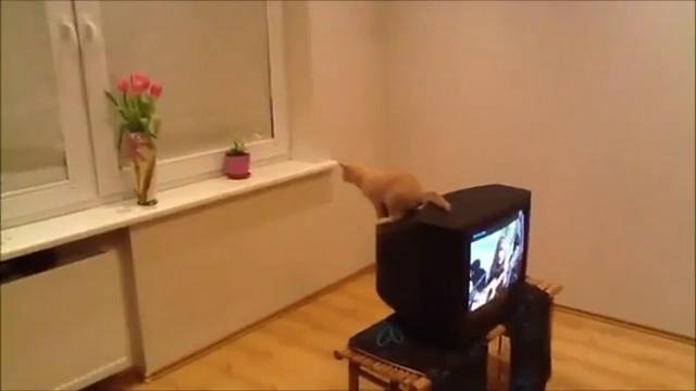 Кот – неудачный прыжок