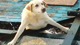 Dog FALLS Into WATER | ANIMAL FAILS