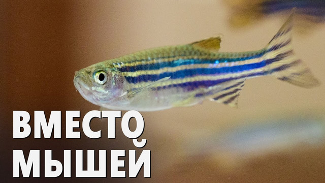 Рыбки данио-рерио помогают учёным разгадывать тайны человеческих болезней