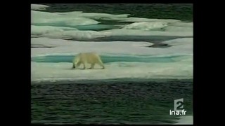 Environnement: Ours polaire en détresse