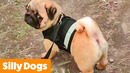 Funny Cute Dogs | Funny Pet Videos