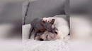 Funny animals – Funny cats / dogs – Funny animal videos 282