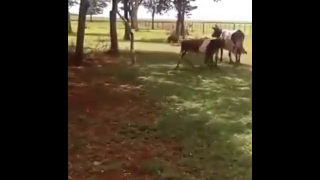 Баран VS Корова