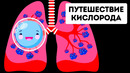 Путешествие кислорода по организму