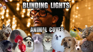 The Weeknd – Blinding Lights (Animal Cover)