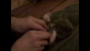 Смешной котенок – позитив на весь день =)