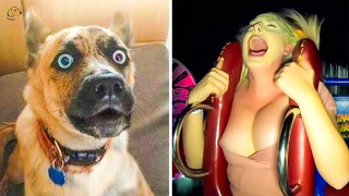 TRY NOT TO LAUGH || Amazing Crazy & Funny Dogs.. #6