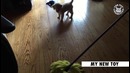 30 Puppy Videos Compilation 2016