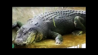 На Филиппинах поймали крокодила-рекордсмена