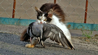 Домашние Кошки охотятся на птиц. Ловкие кошки ловят чаек, голубей и других