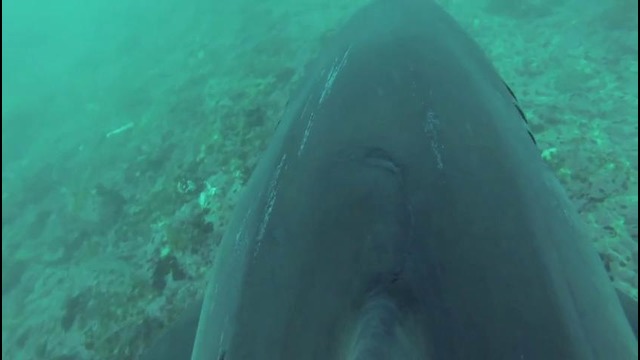 GoPro: If I Was A Great White Shark
