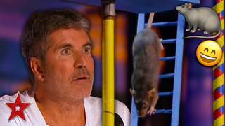 Самые умные крысы в мире на шоу талантов в Америке