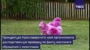 Покрашенные в розовый самоеды находятся в гостинице для собак
