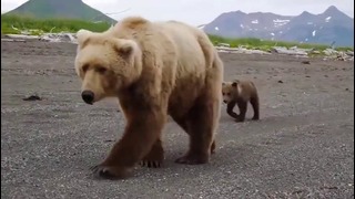 ПОТРАЧЕНО – Медведь гонится за девушкой