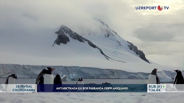 Antarktikada ilk bor parranda grippi aniqlandi