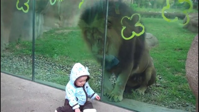 Lion Zoo Park