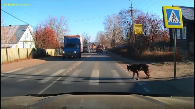 Умная Собака