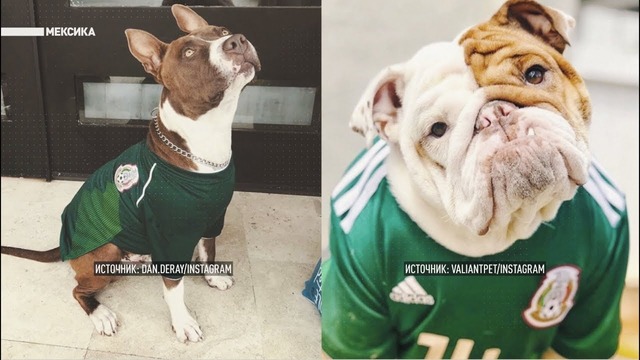 Четвероногая поддержка: фотографии собак-болельщиков заполонили соцсети