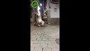 Бык не вписался в поворот
