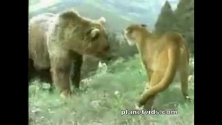Медведь vs пума