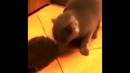 Дружба кота и ежа