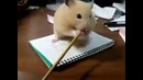 Прикольный хомяк грызет карандаши