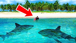 Люди не могут остановить нападения акул на этом острове + другие факты об акулах