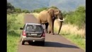 Слон vs авто